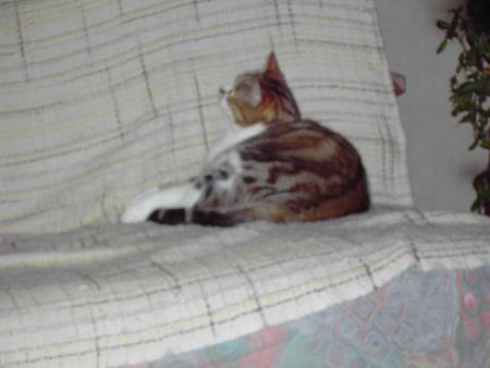 VOICI MON CHAT