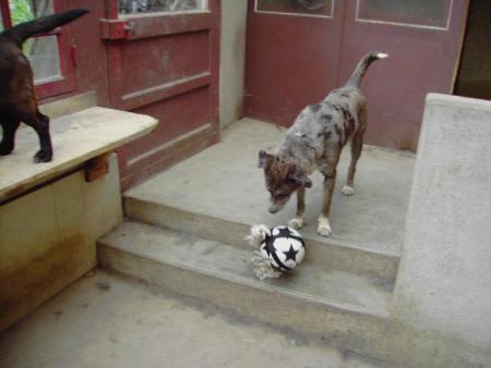 voici mon chien